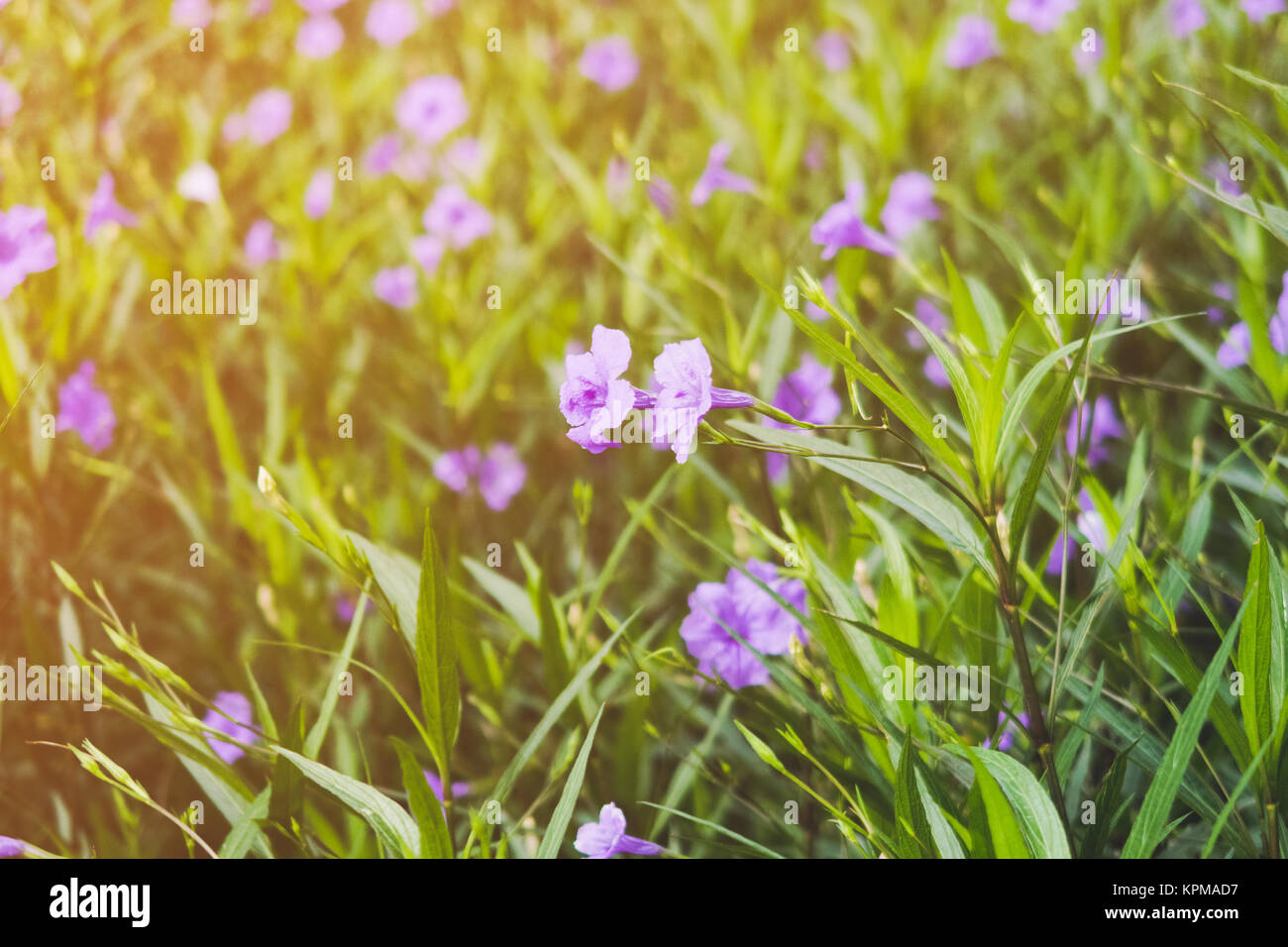 Close up Purple flowers on Green Grass Background Stock Photo - Alamy
