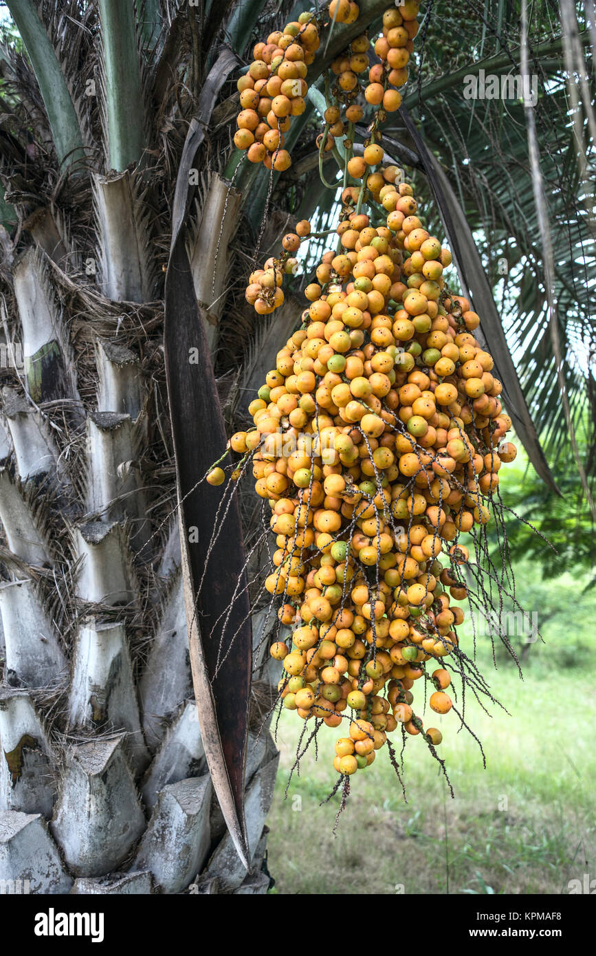 Butia palm, Uruguay Stock Photo