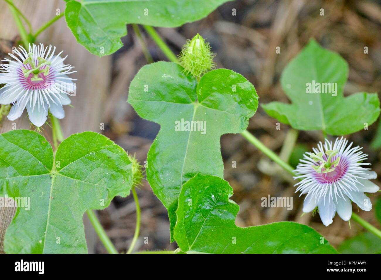 Wild passionfruit flowers, Passiflora foetida, white pink mauve and