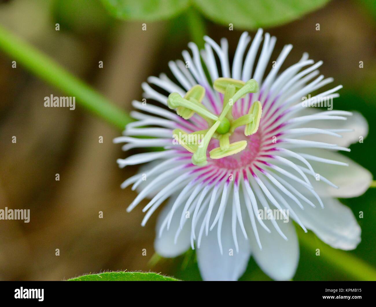 Wild Passion Fruit High Resolution Stock Photography and Images Alamy