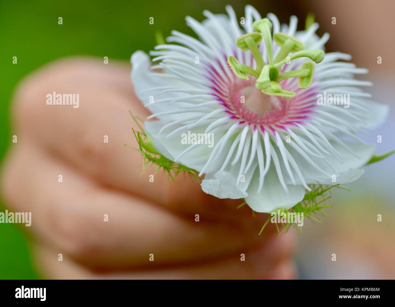 Young girl holding a wild passionfruit flowers, Passiflora foetida