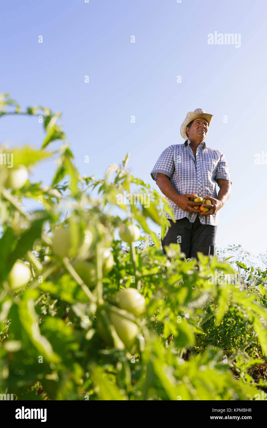 Tomato harvesting america hi-res stock photography and images - Alamy