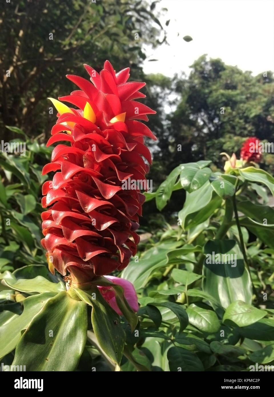 red ginger flower Stock Photo - Alamy