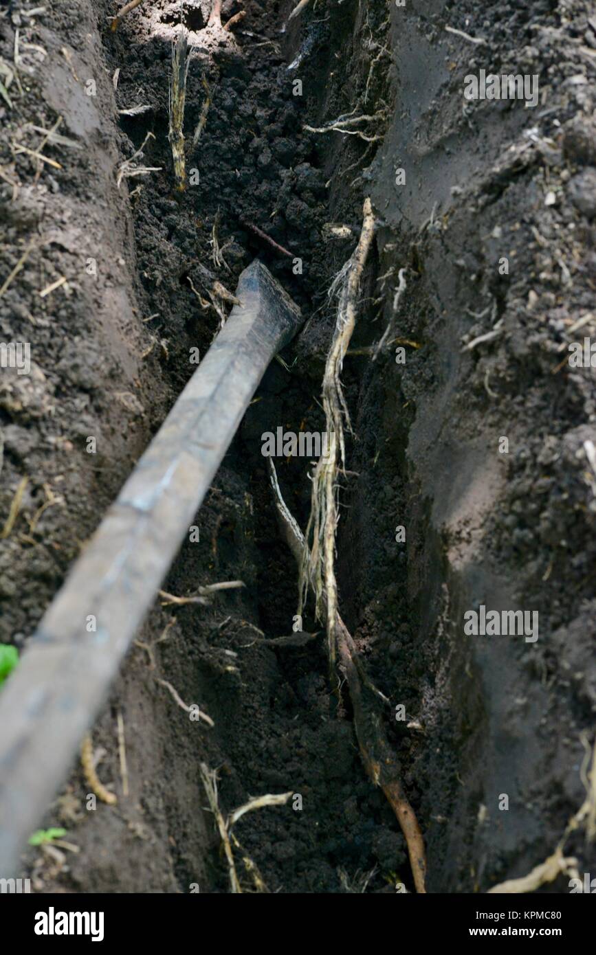 Step by step series on laying irrigation pipe for a home garden, using