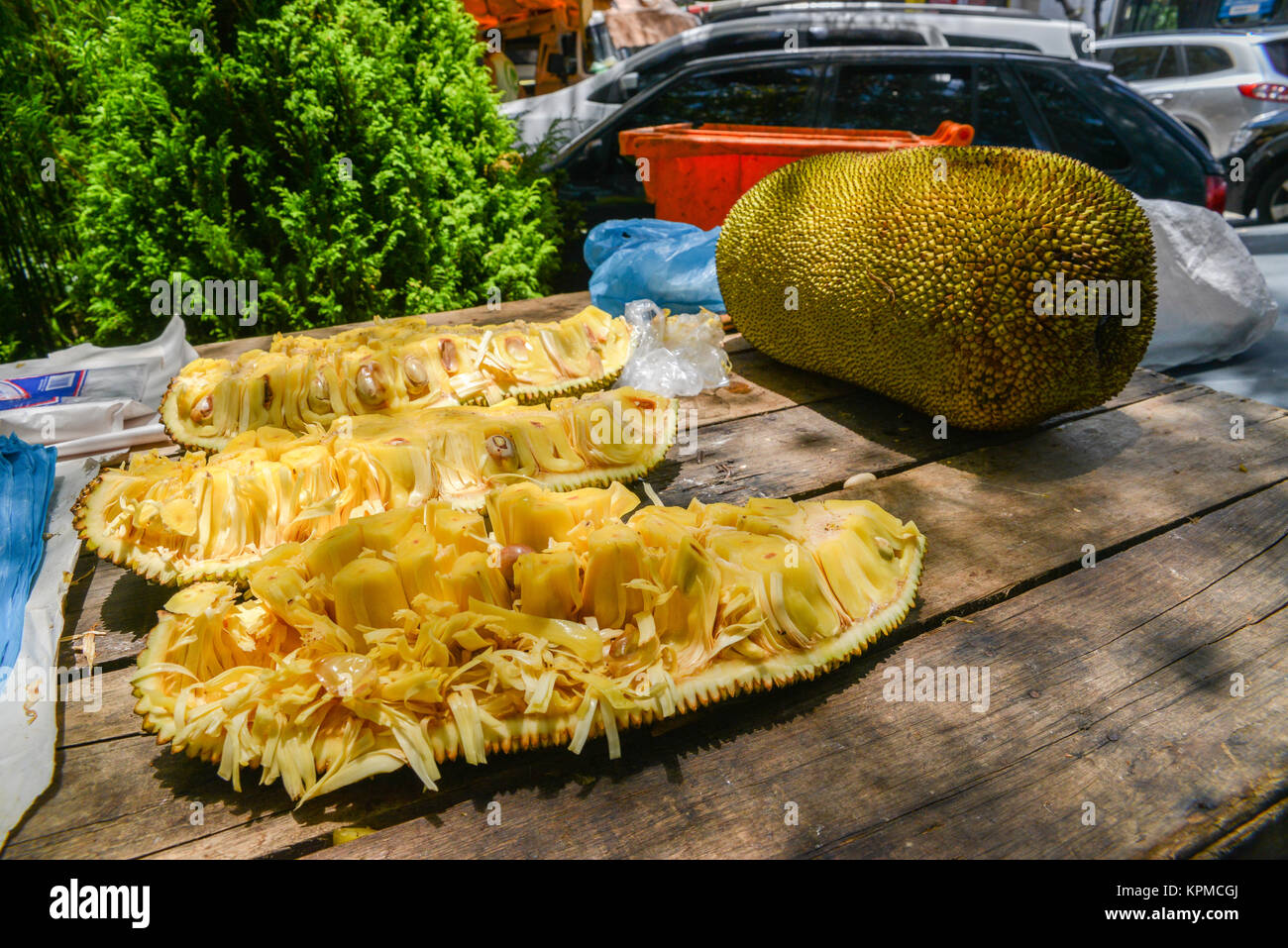 The jackfruit (Artocarpus heterophyllus), known in Brazil as "Jaca" is