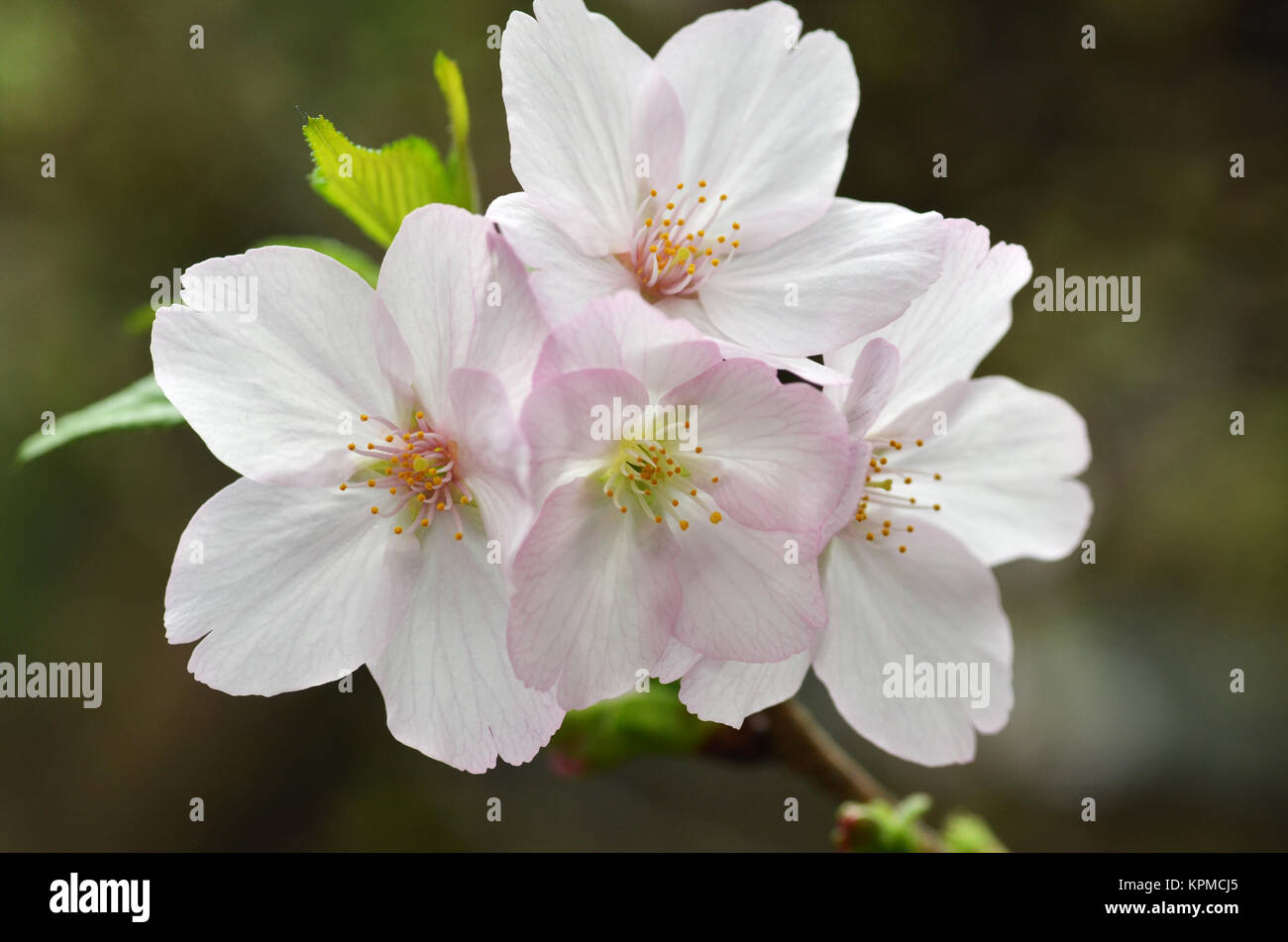 Sakura, the famouse flower of Japan Stock Photo