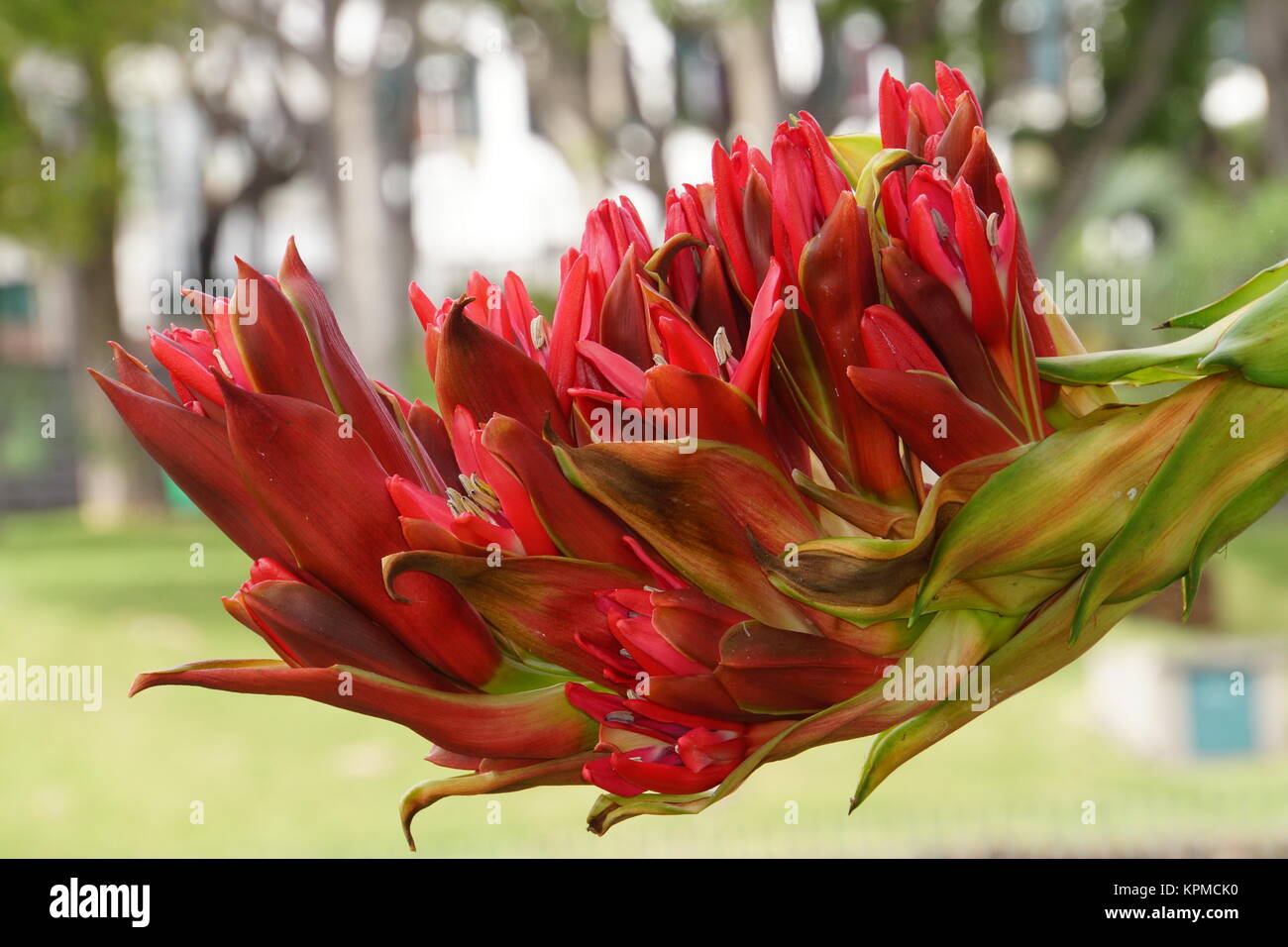 Speerblume, Flammenlilie (Doryanthes palmeri), Funchal, Madeira, Portugal Stock Photo