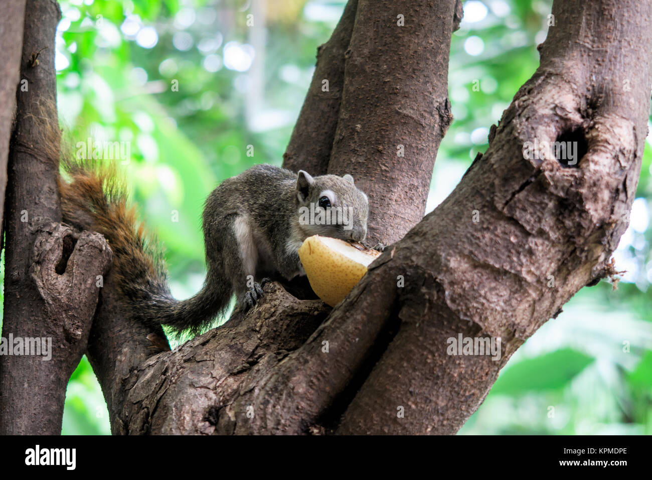 Squirrels eat a fruit on tree Stock Photo Alamy