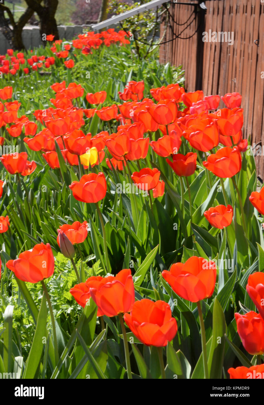 Tulpen, Garten, blumen, tulpe, rot, orange, gelb, frühling, frühjahr