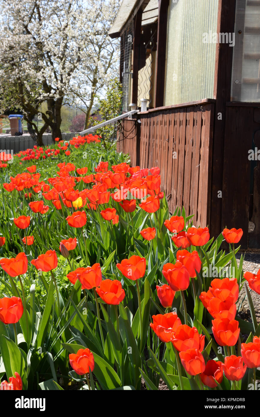 Zierpflanzen hires stock photography and images Alamy