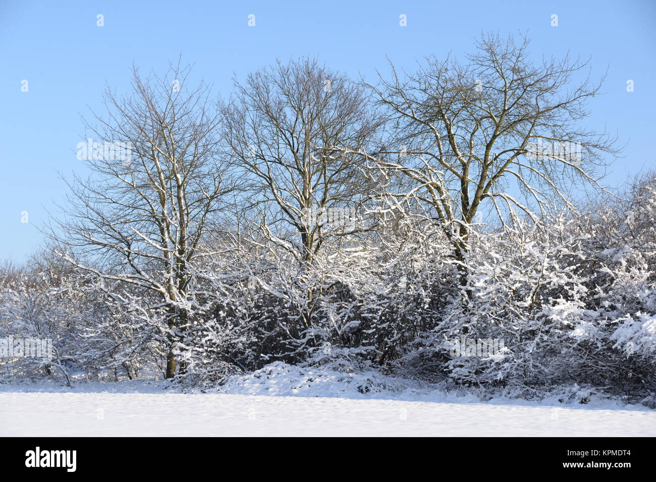 winter, schnee, kalt, kälte, baum, bäume, strauch, sträucher, busch, büsche, feld, acker, landschaft Stock Photo
