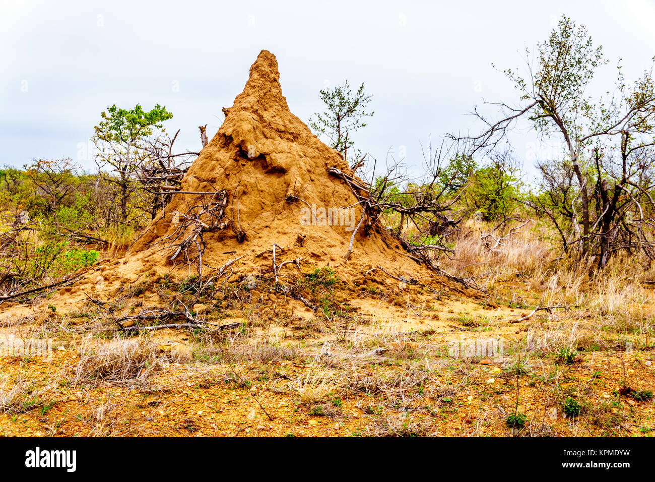 Large Termite Hill or Ant Hill in the savannah area of northern Kruger National Park in South Africa Stock Photo