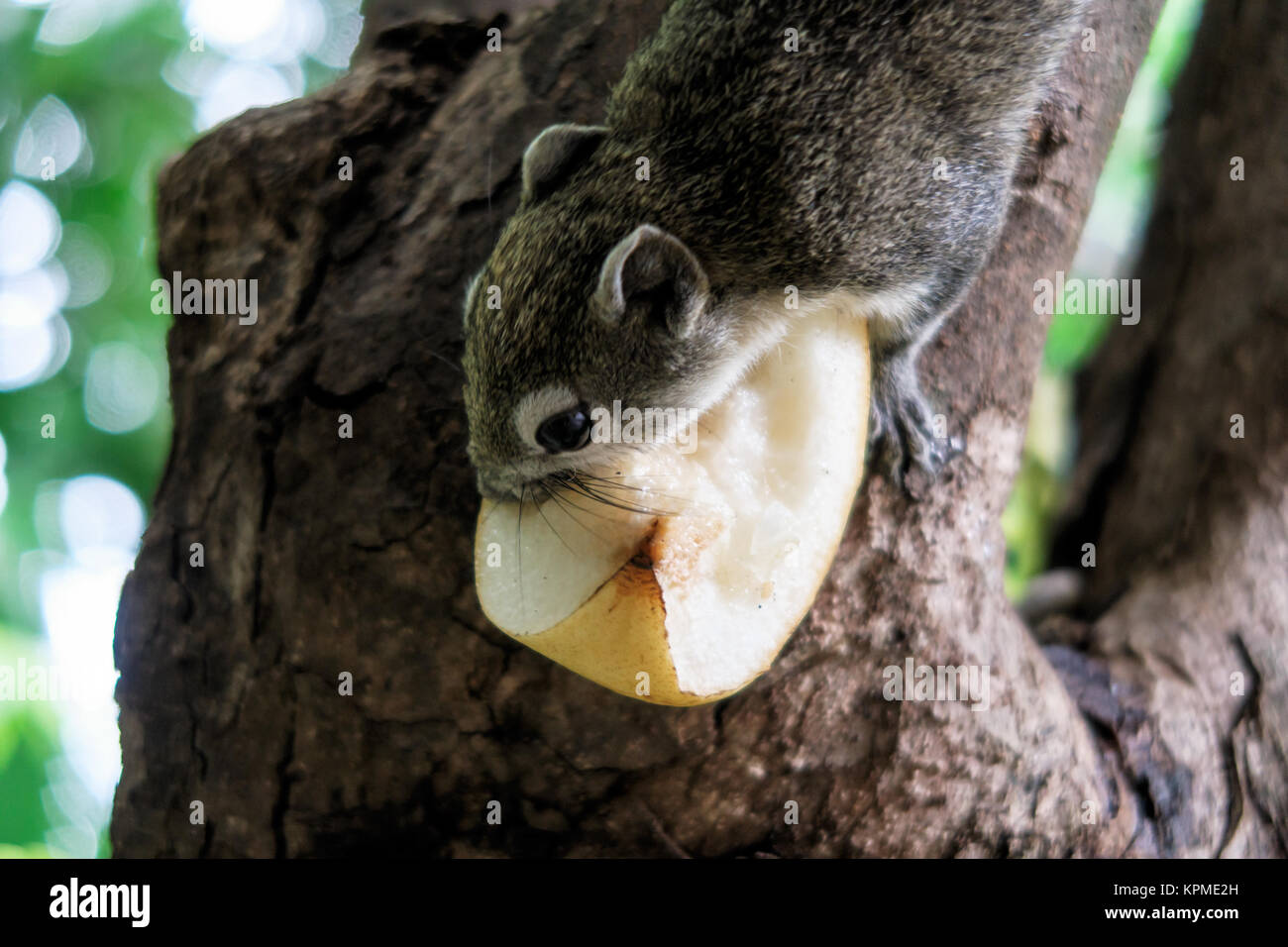 Squirrels eat a fruit on tree Stock Photo Alamy