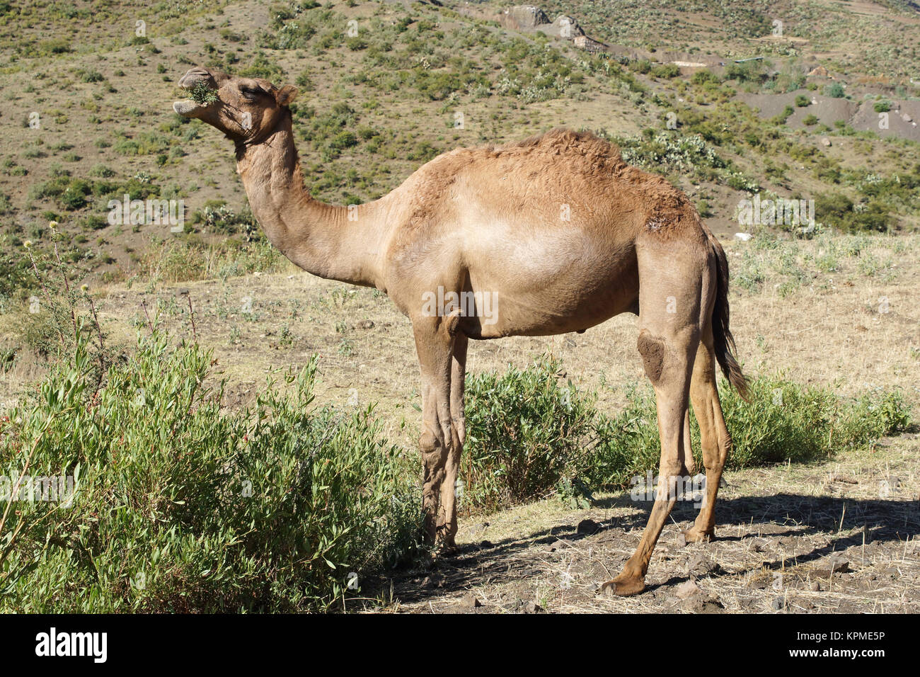 Kamel, Ã„thiopien, Afrika Stock Photo