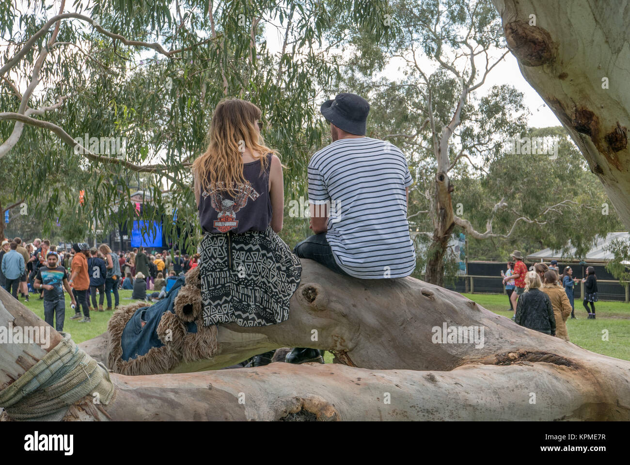 Young couple sitting on large eucalyptus tree branch watching people and performers at the Meredith Music Festival. Stock Photo