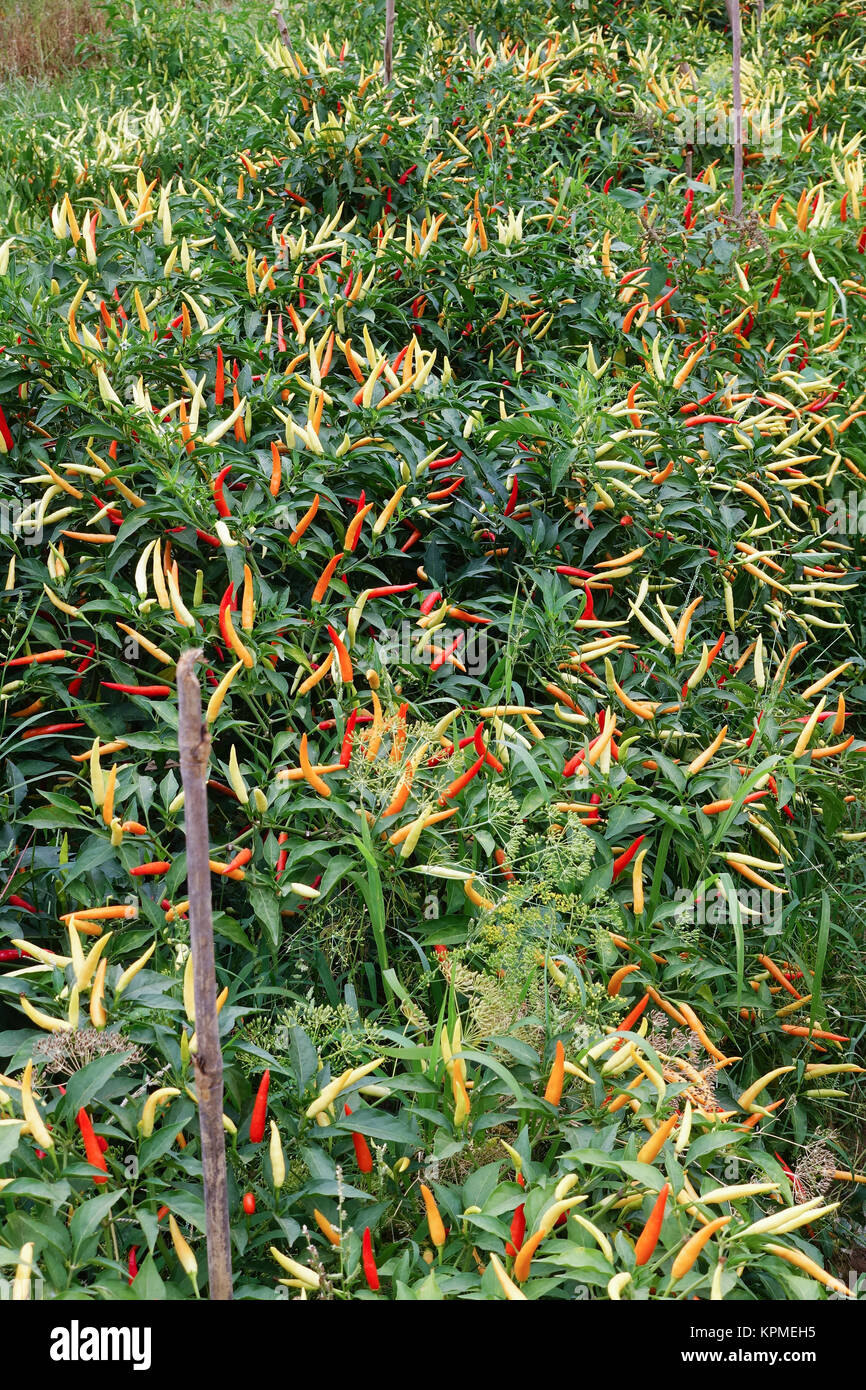 Chili Plantage, Landwirtschaft mit scharfem Gemüse Stock Photo Alamy