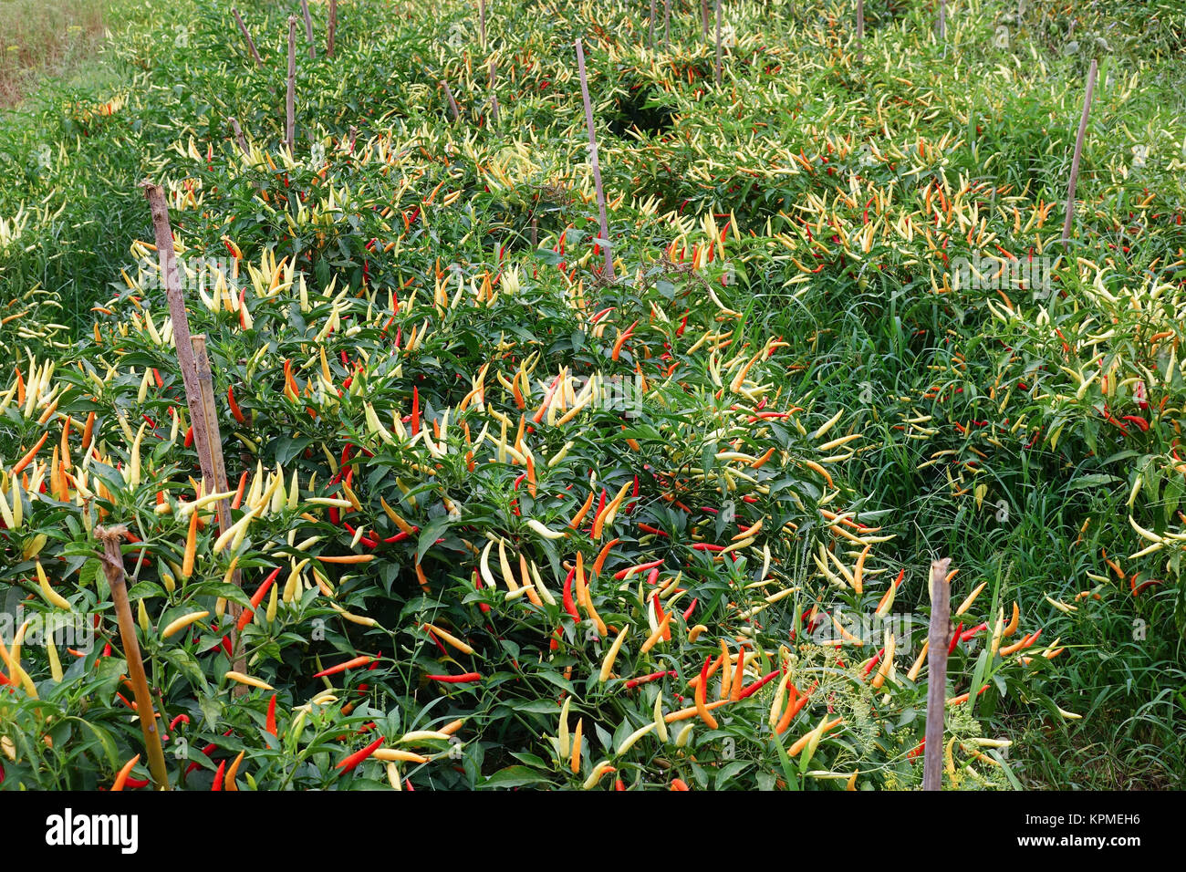 Chili Plantage, Landwirtschaft mit scharfem Gemüse Stock Photo Alamy