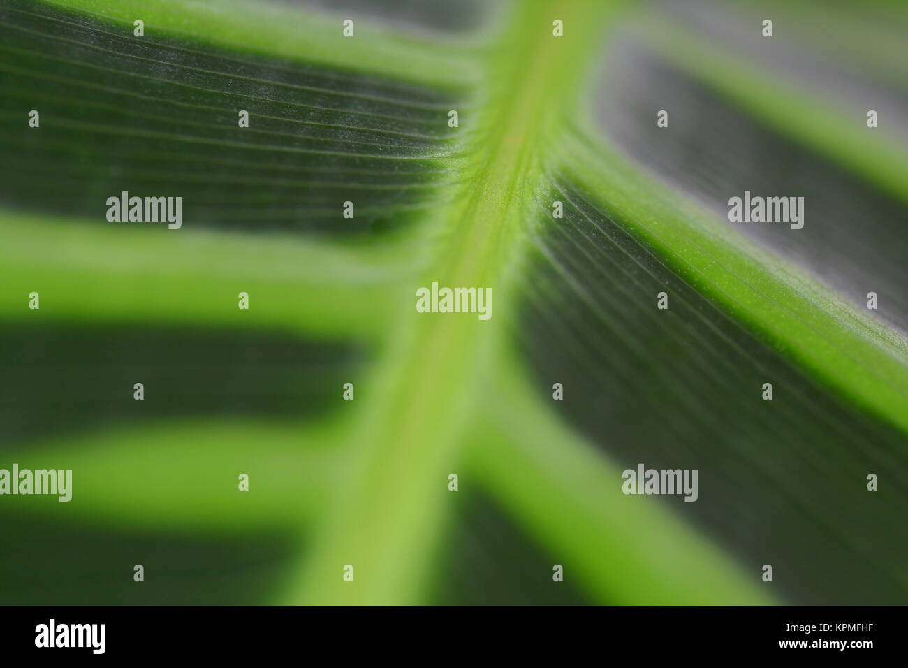 Leaves Ridges Green ridged leaf hi-res stock photography and images - Alamy