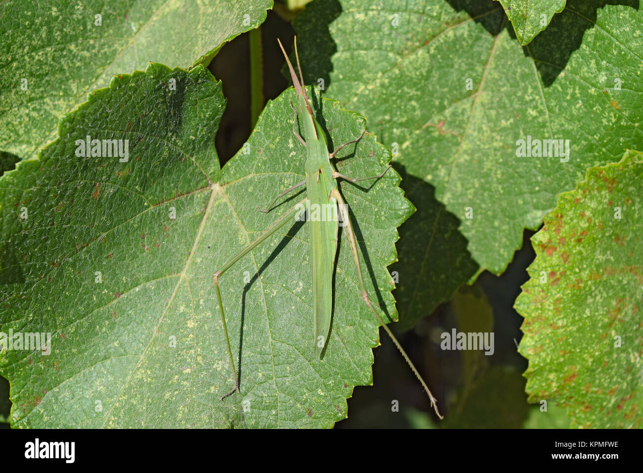 Green locusts, orthoptera insect Stock Photo Alamy