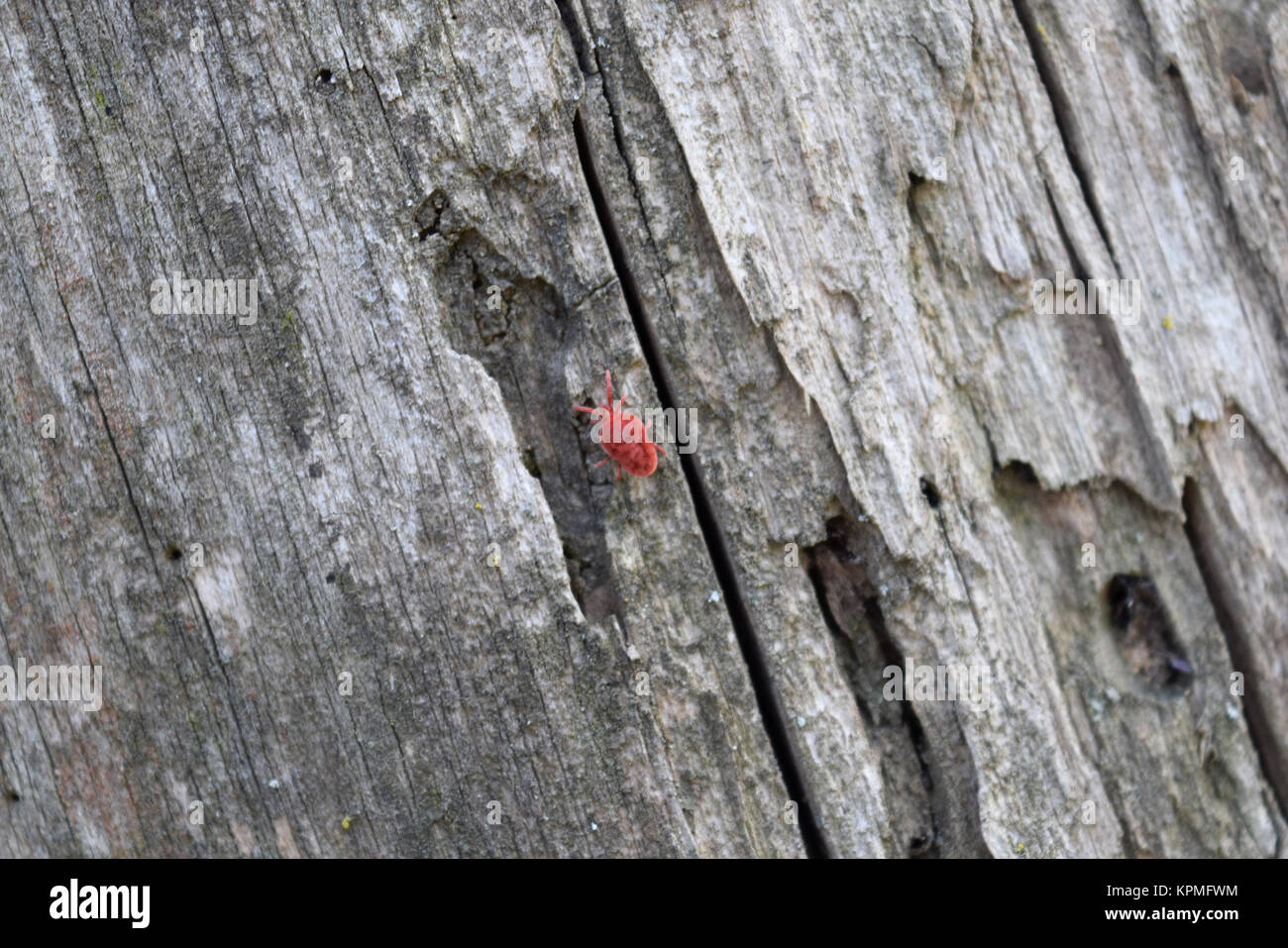 Trombidiidae on tree bark Stock Photo
