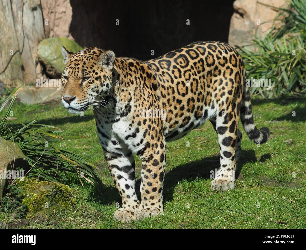 jaguar Stock Photo