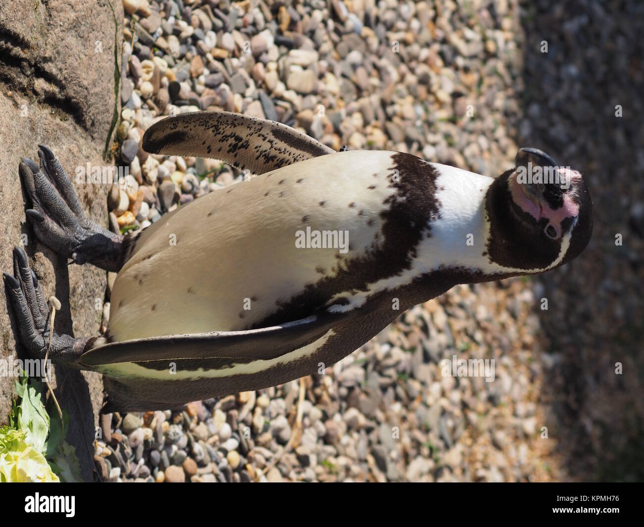 Humboldt penguin Stock Photo