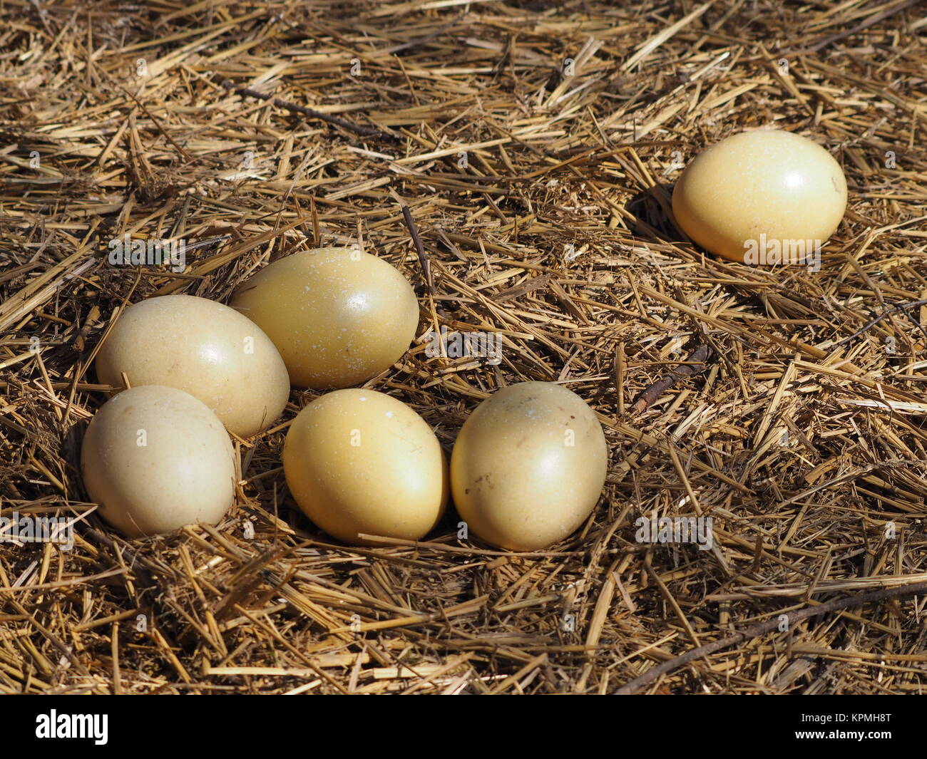 nandu egg eggs Stock Photo
