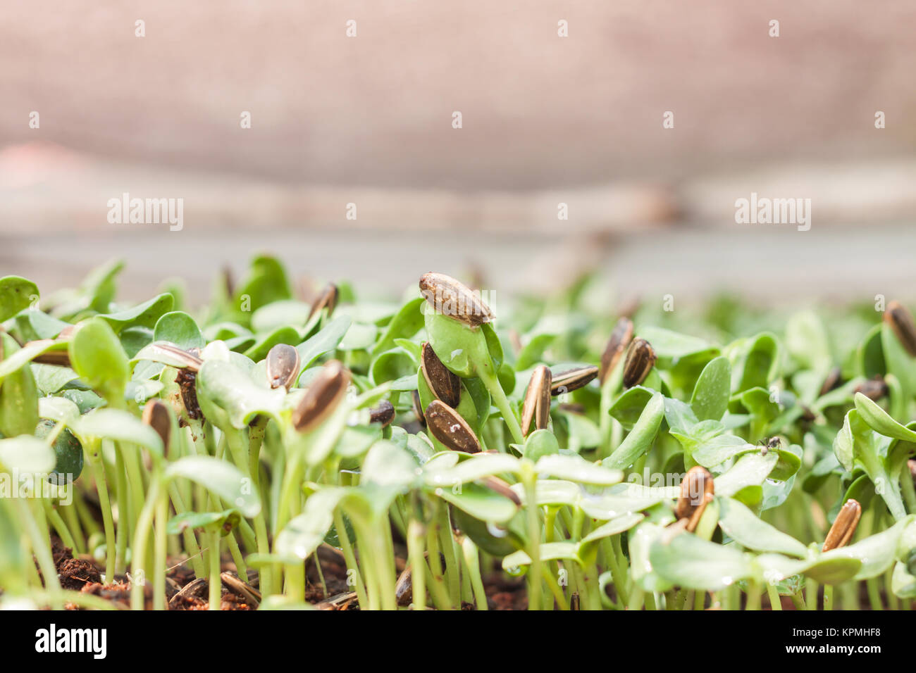 Sunflower seeds sprout in organic farm Stock Photo Alamy