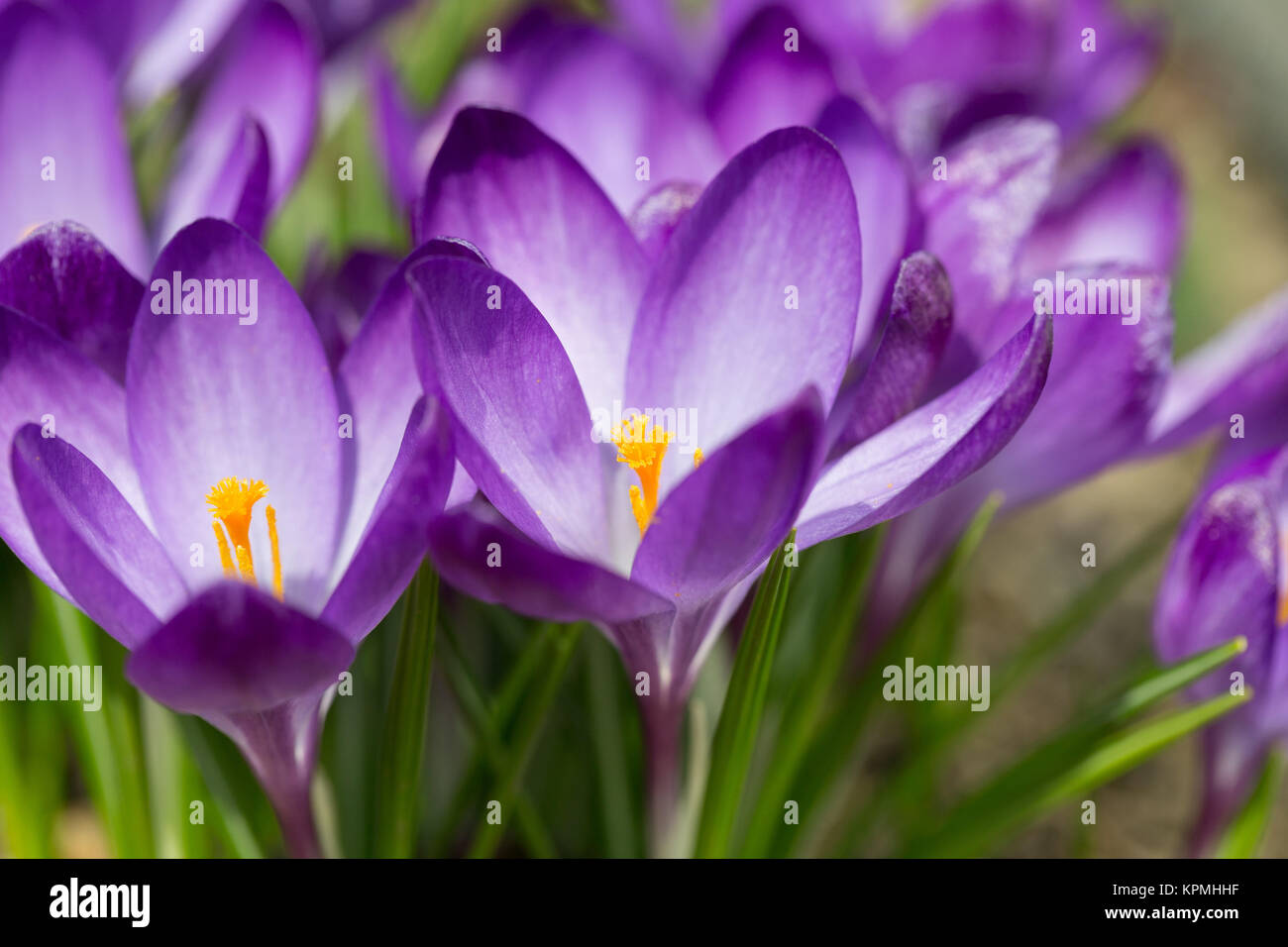 first spring flowers in garden crocus Stock Photo Alamy