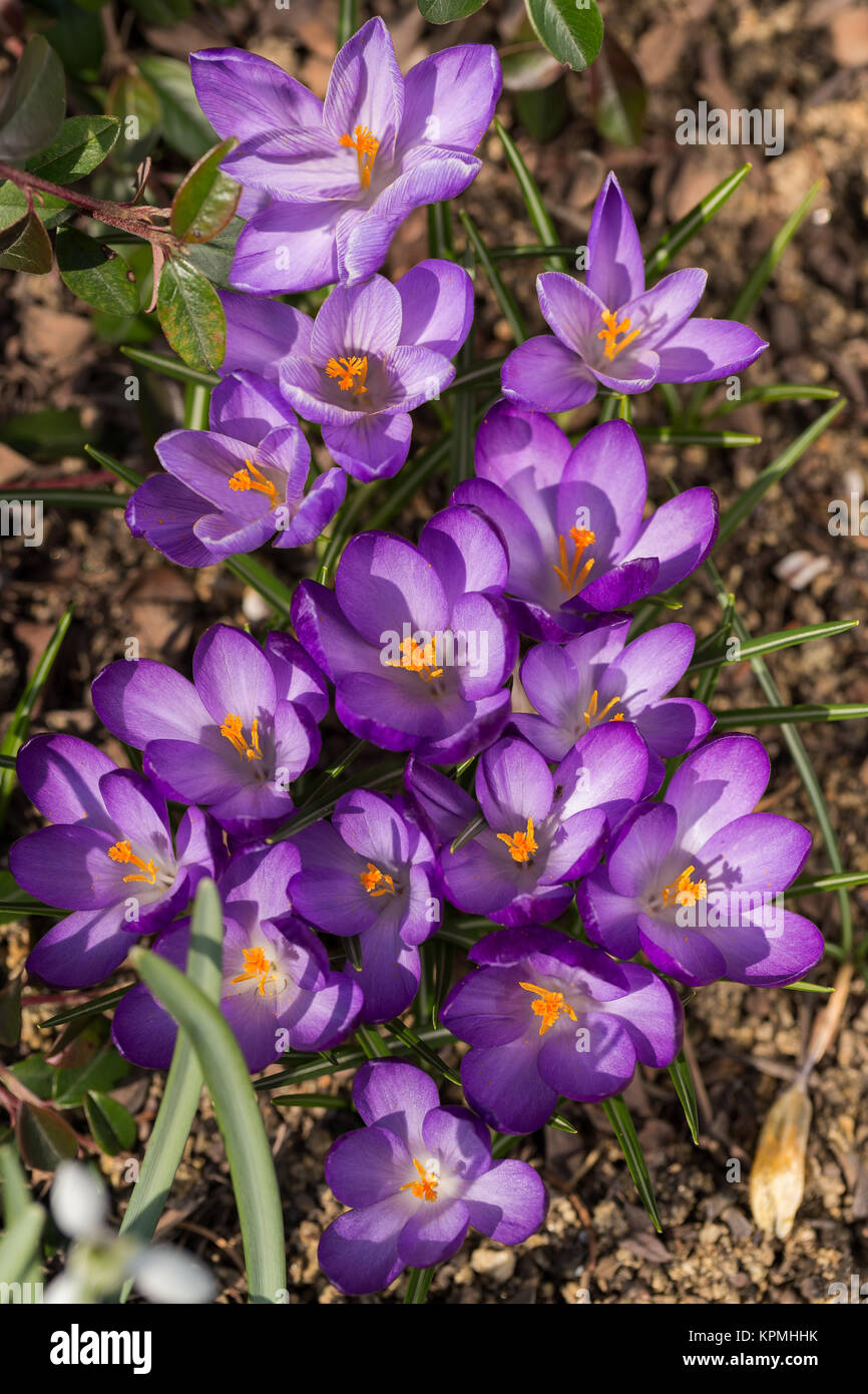 first spring flowers in garden crocus Stock Photo - Alamy