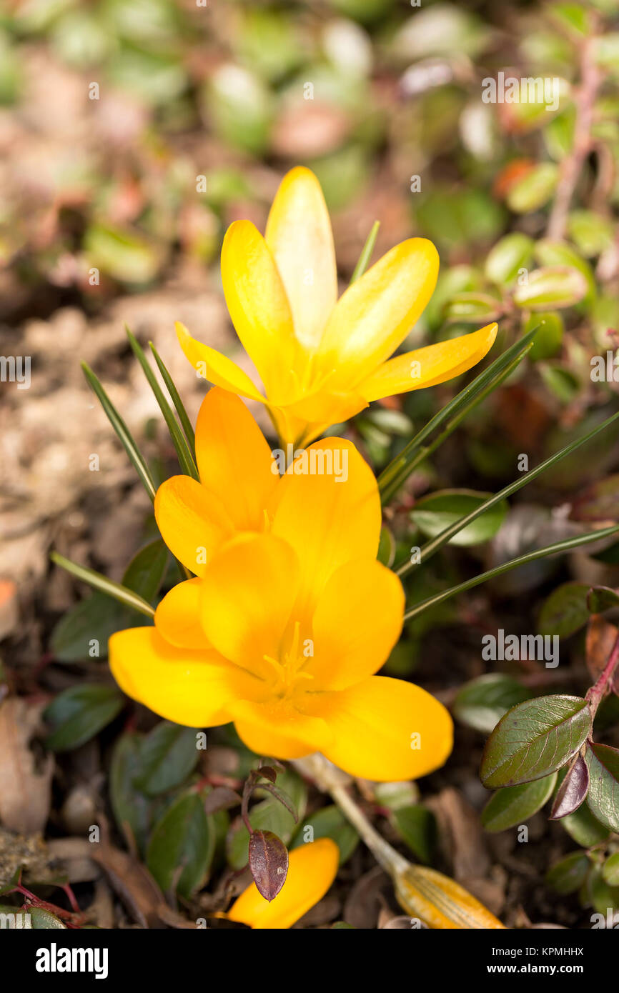first spring flowers in garden crocus Stock Photo - Alamy
