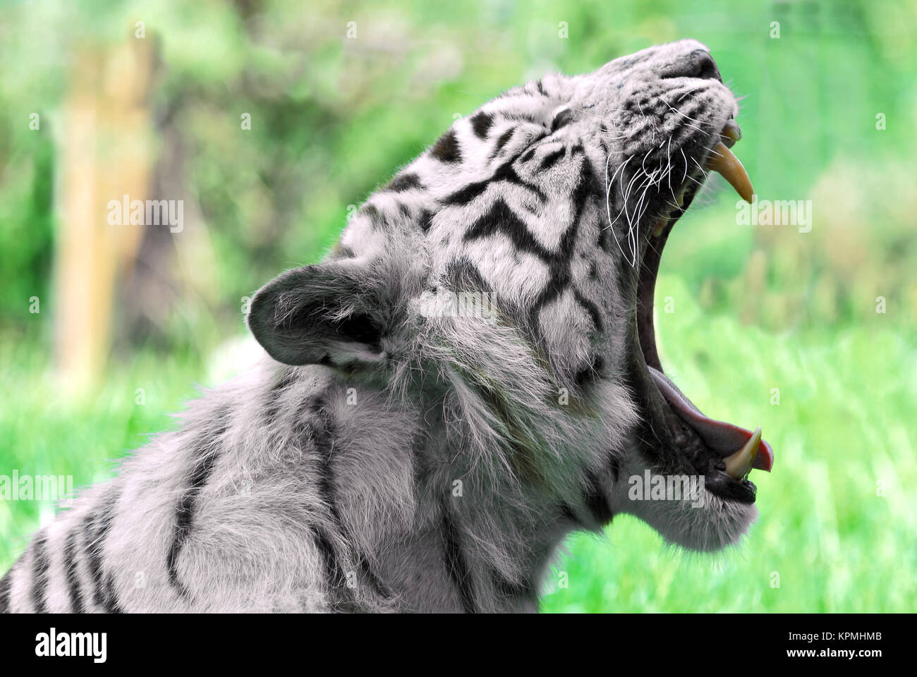 White tiger mouth open Stock Photo Alamy