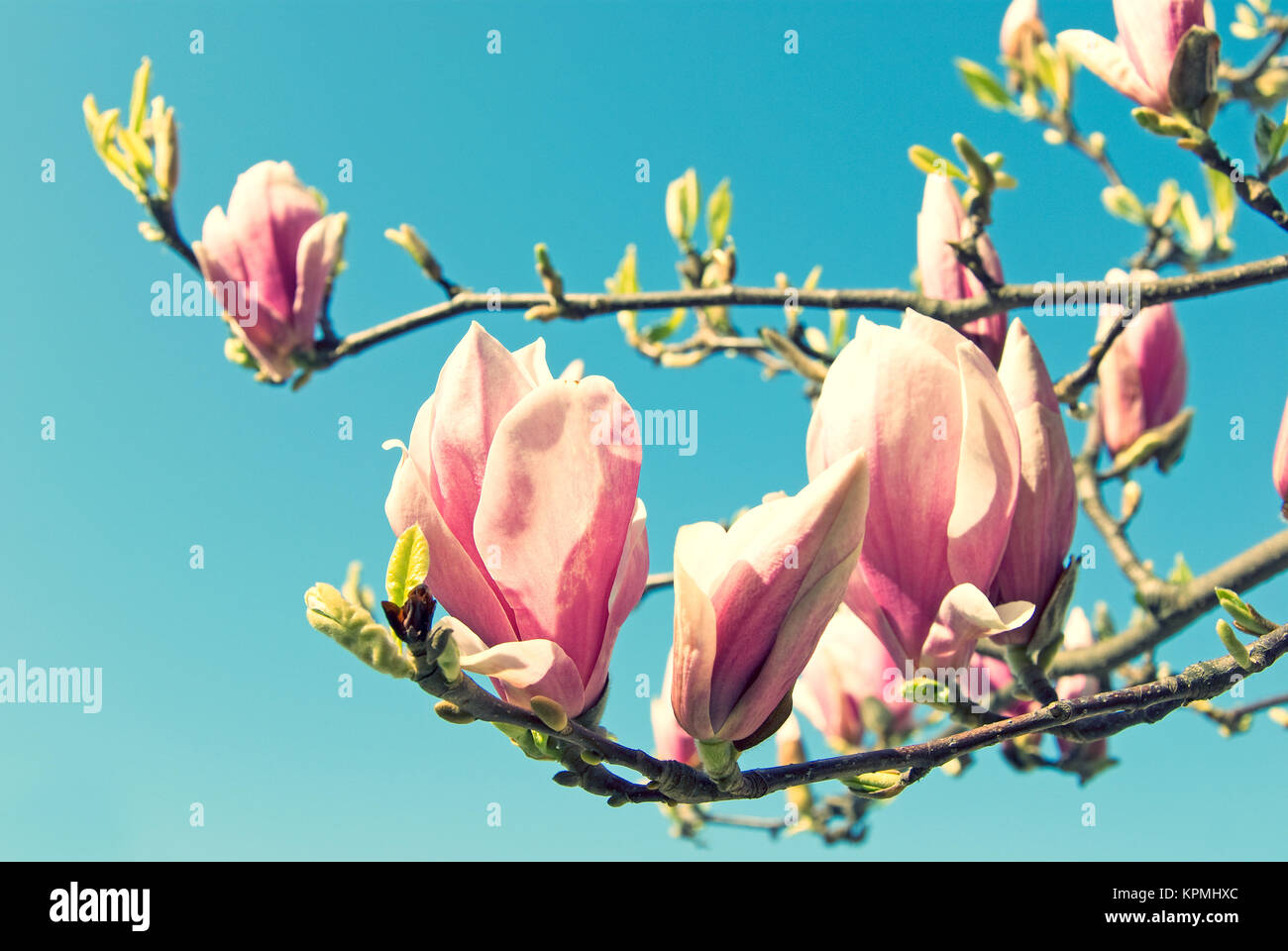 pink magnolia tree in fron of blue sky Stock Photo - Alamy