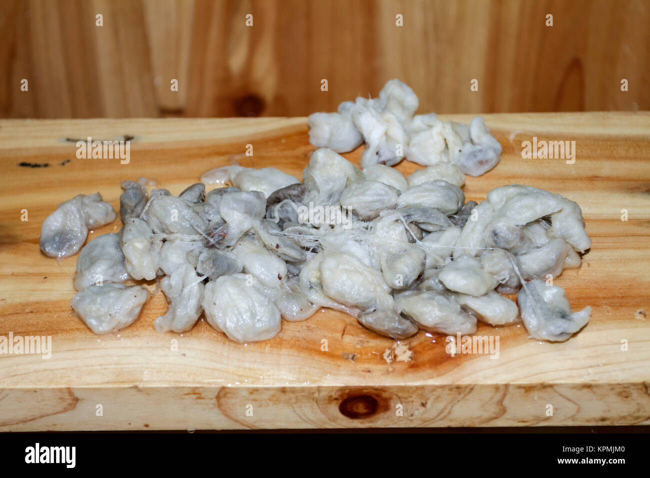 Boiled silk worm cocoon. Stock Photo