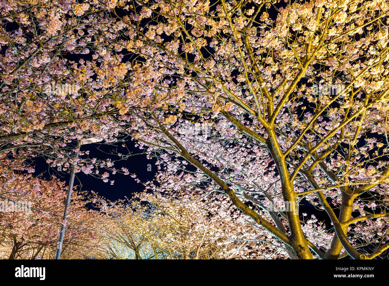 Cherry tree at night Stock Photo Alamy