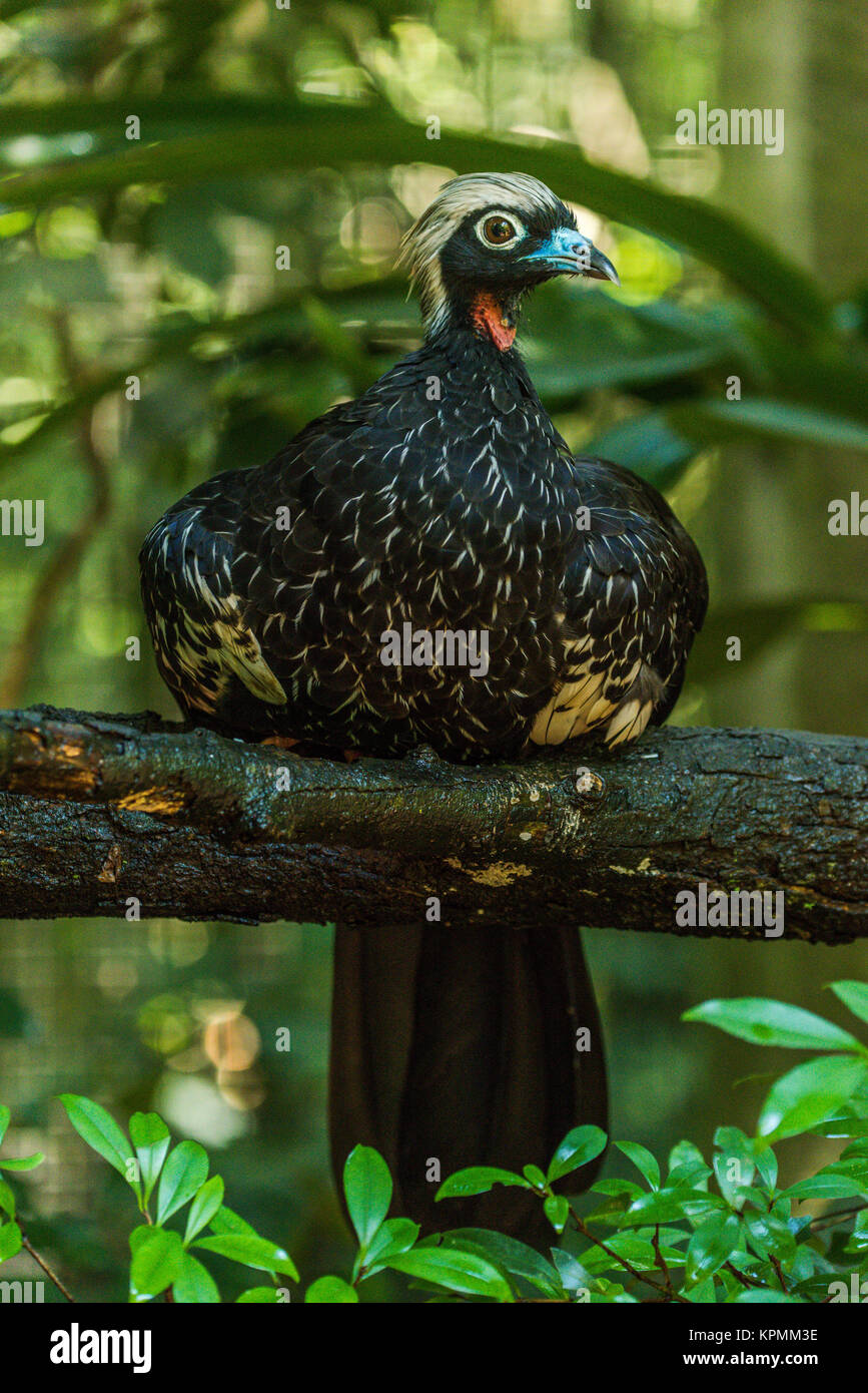 Black-fronted piping-guan perched on branch above leaves Stock Photo