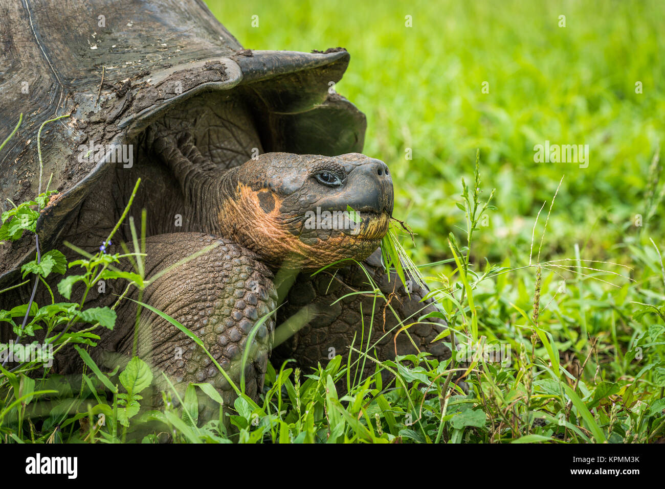 Close-up of Galapagos giant tortoise chewing grass Stock Photo