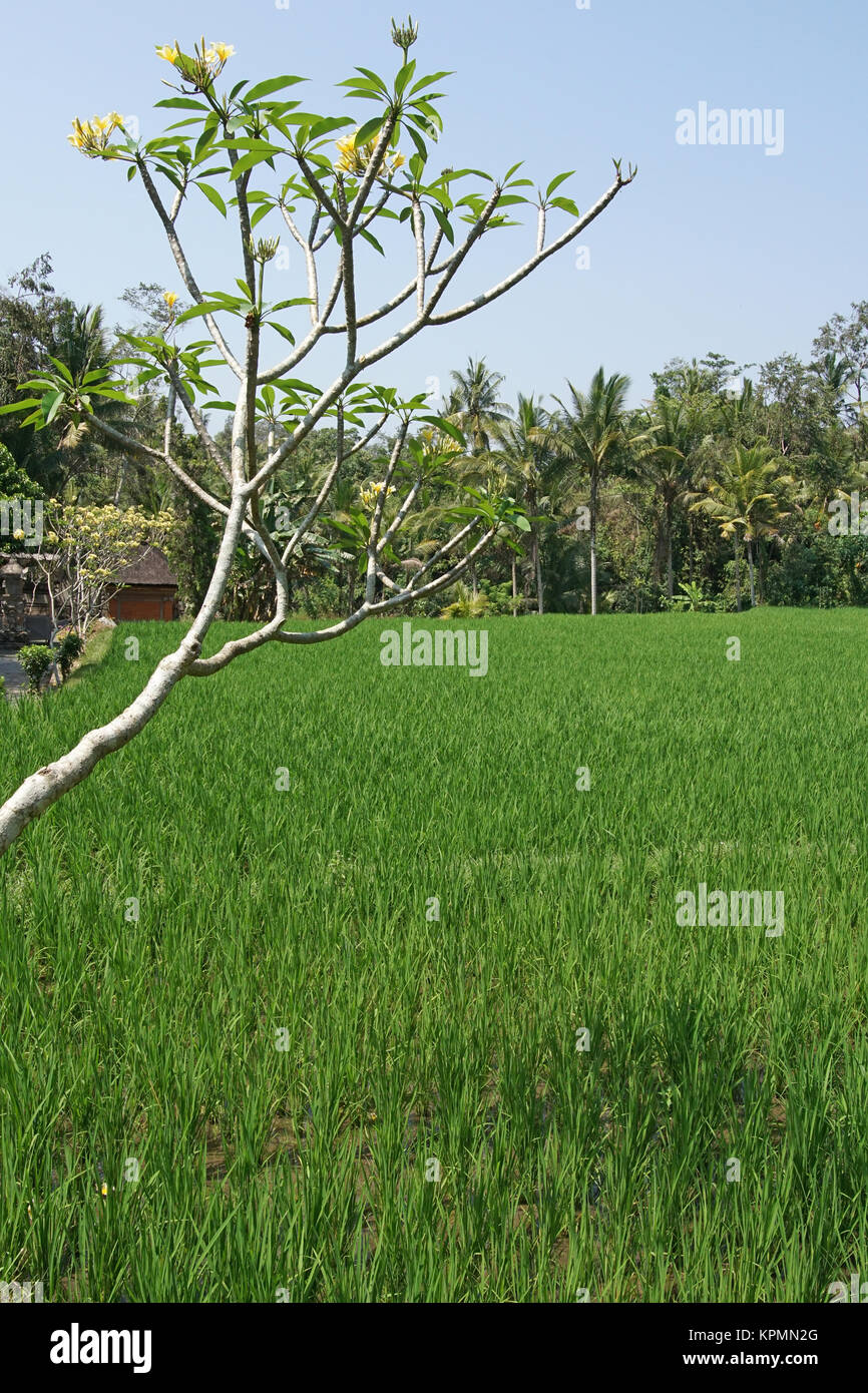 Reisfeld, Bali, Indonesien Stock Photo