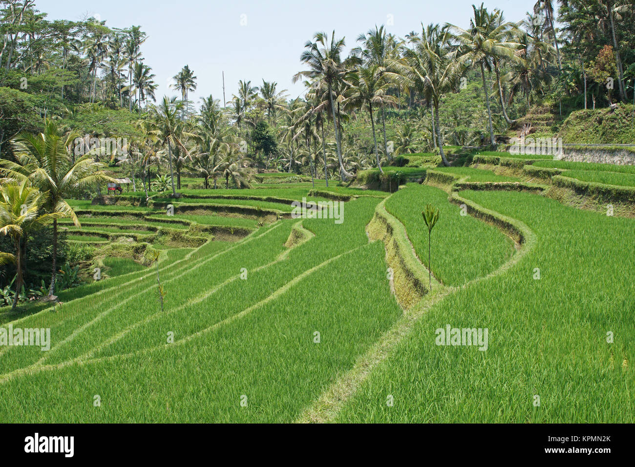 Reisfeld, Bali, Indonesien Stock Photo