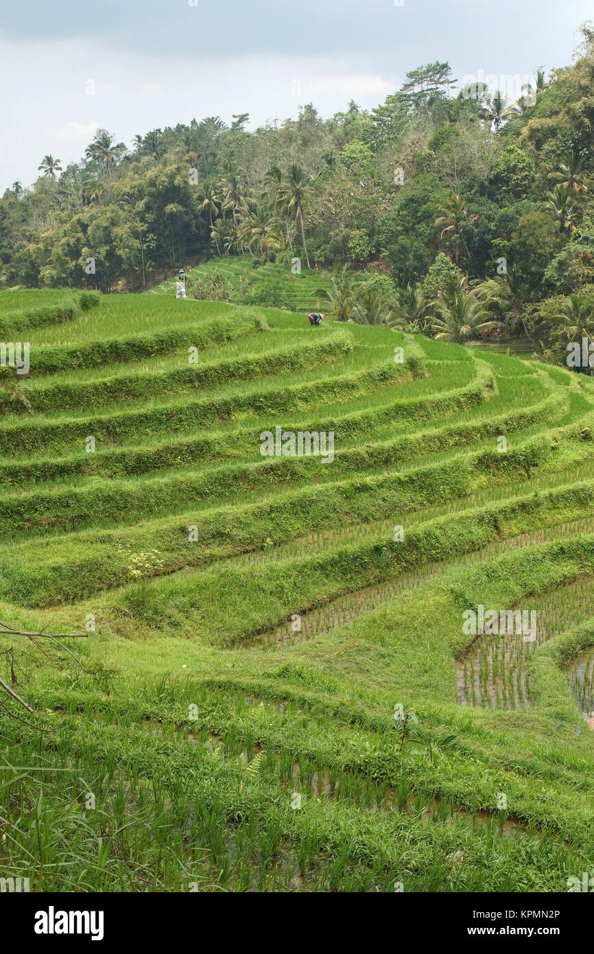 Reisfeld, Bali, Indonesien Stock Photo