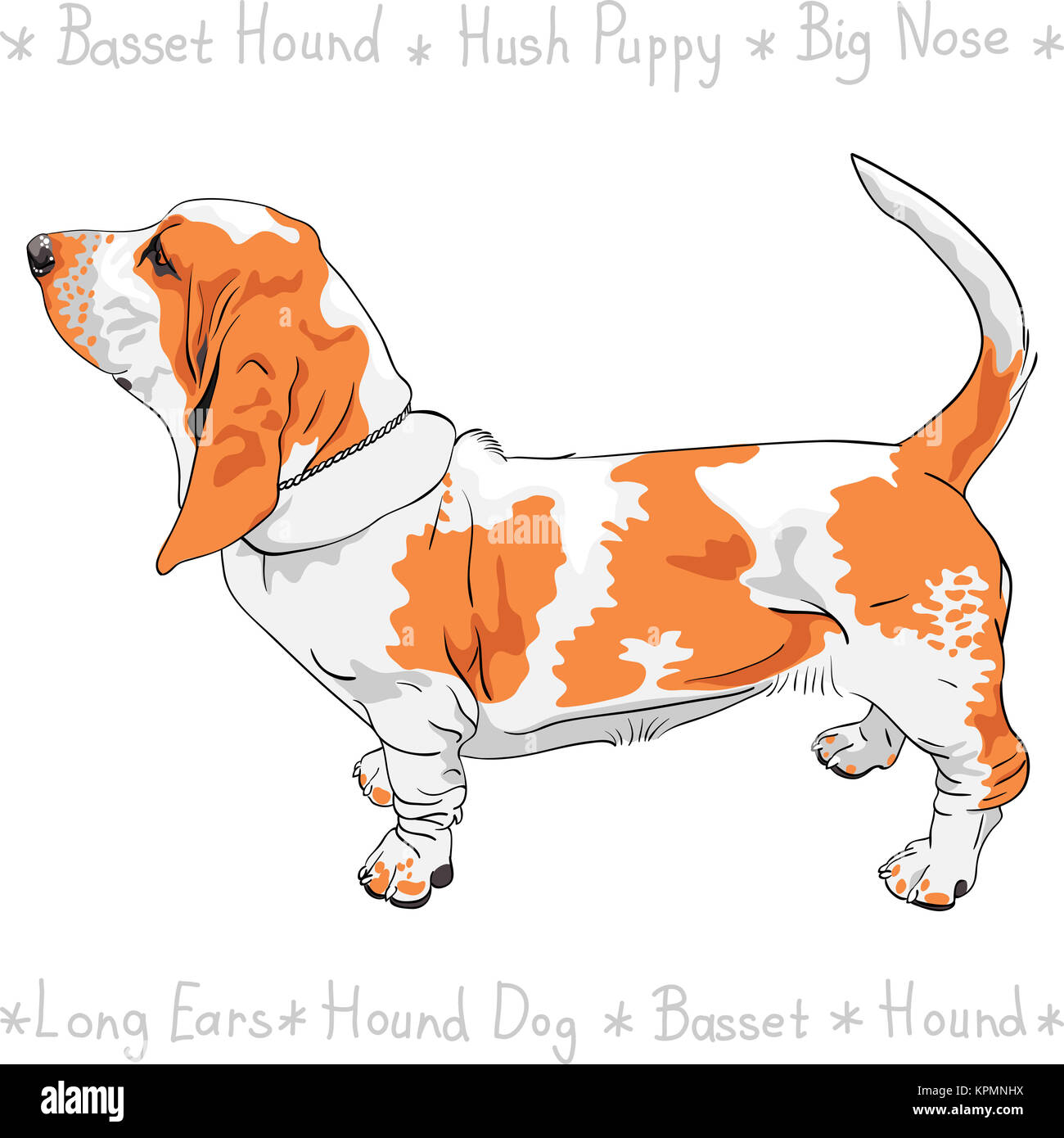 vector dog Basset Hound breed Stock Photo