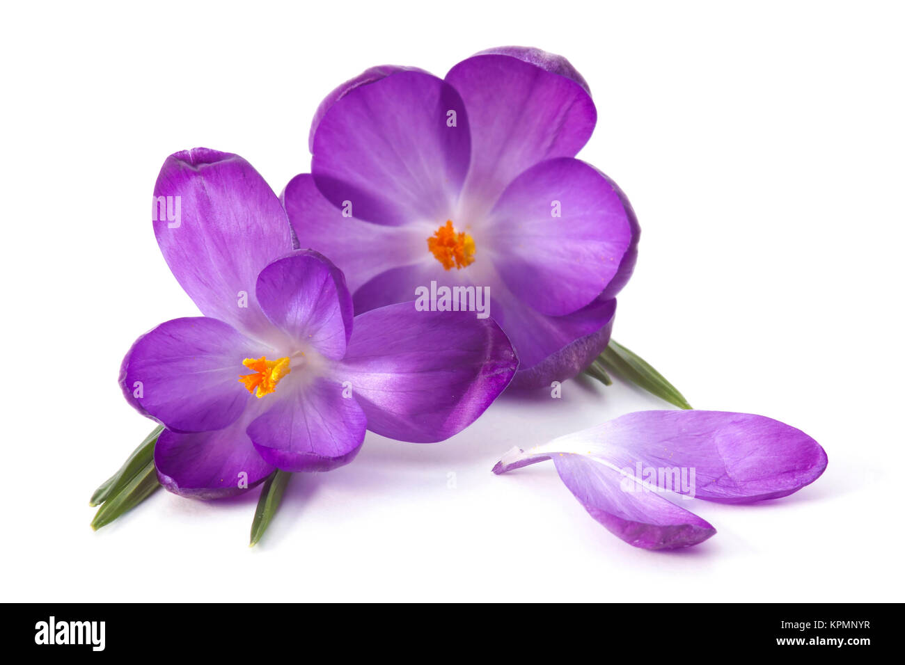 crocus on white background - fresh spring flowers Stock Photo