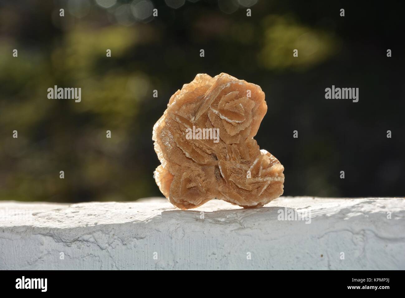 desert rose on white wall in front of dark background Stock Photo - Alamy
