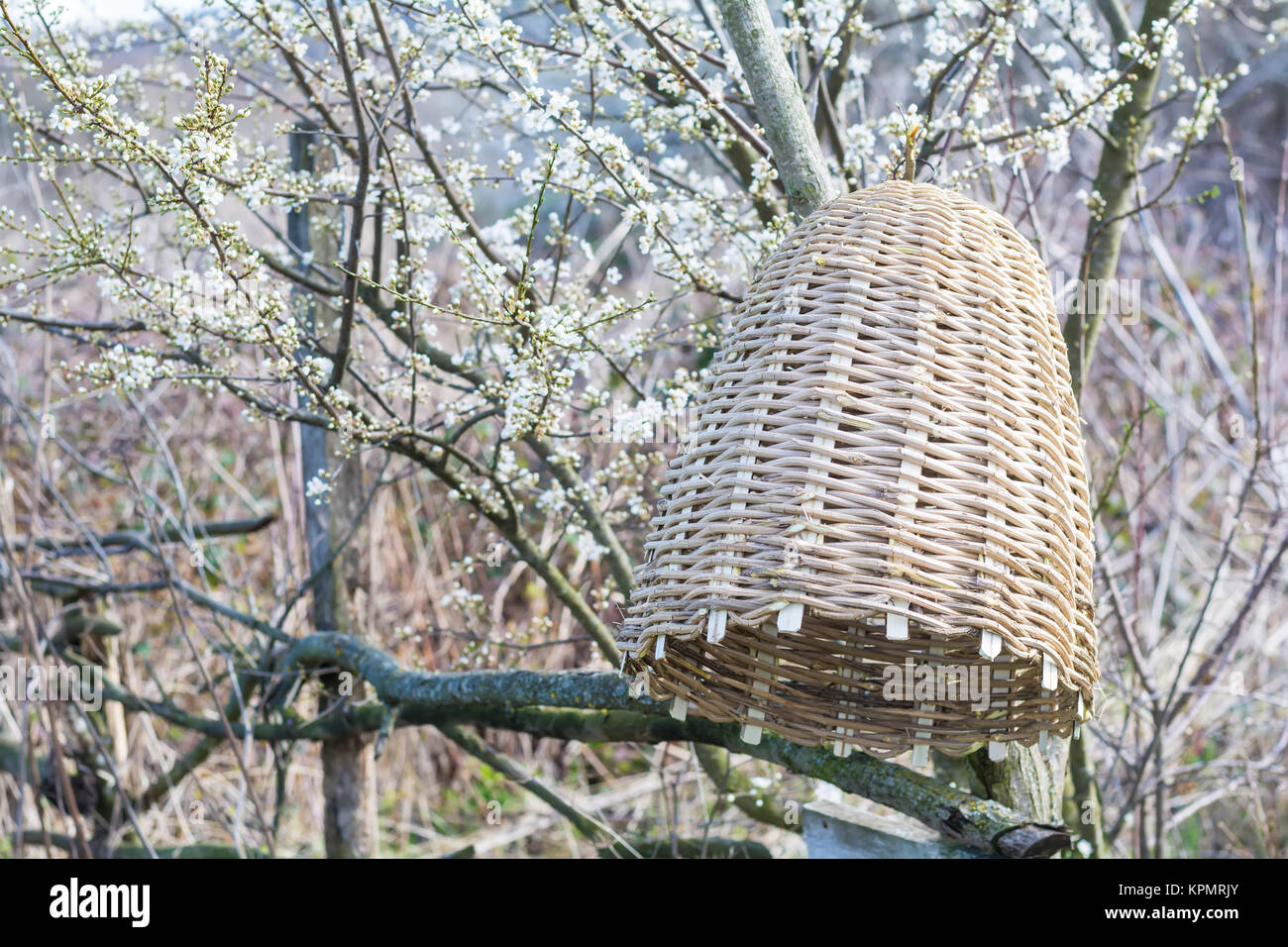 Wicker beehive hi-res stock photography and images - Alamy