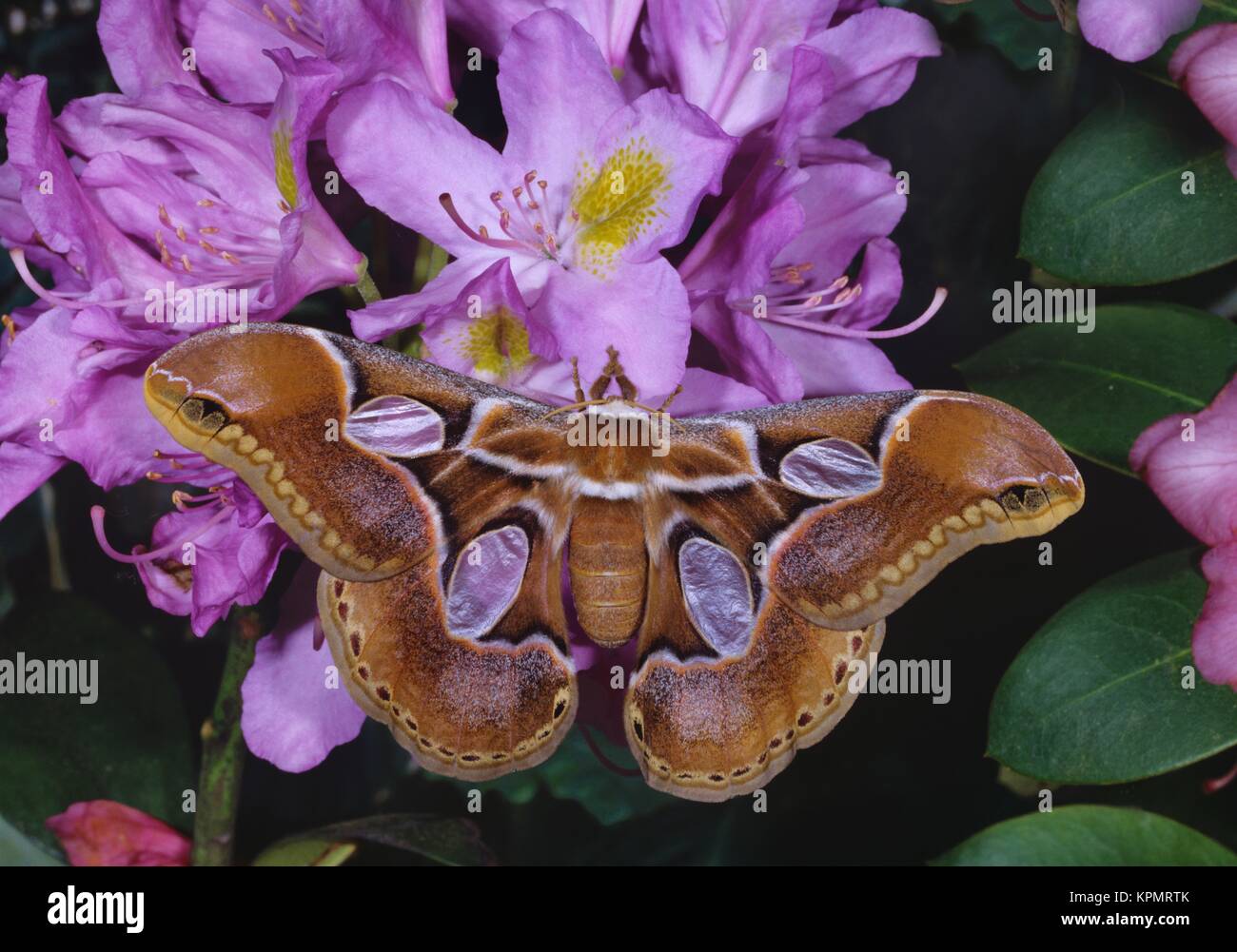 Seidenspinner, Rothschildia arethusa, Silk Moth, an rosa BlÃ¼ten Stock Photo