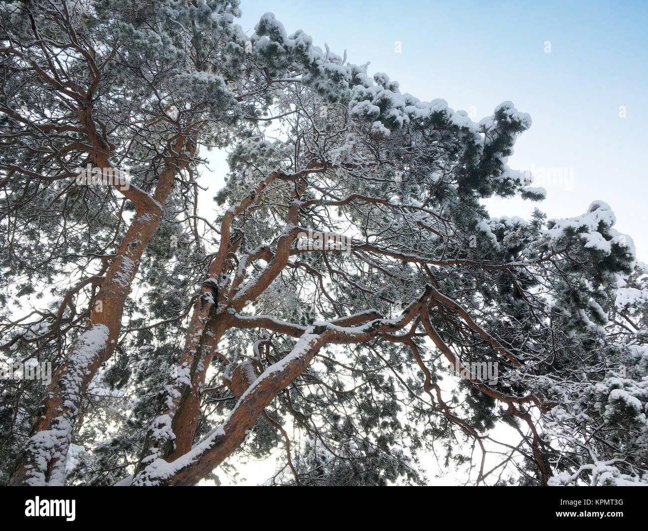 old pine tree branches covered with fresh snow against blue sky Stock Photo