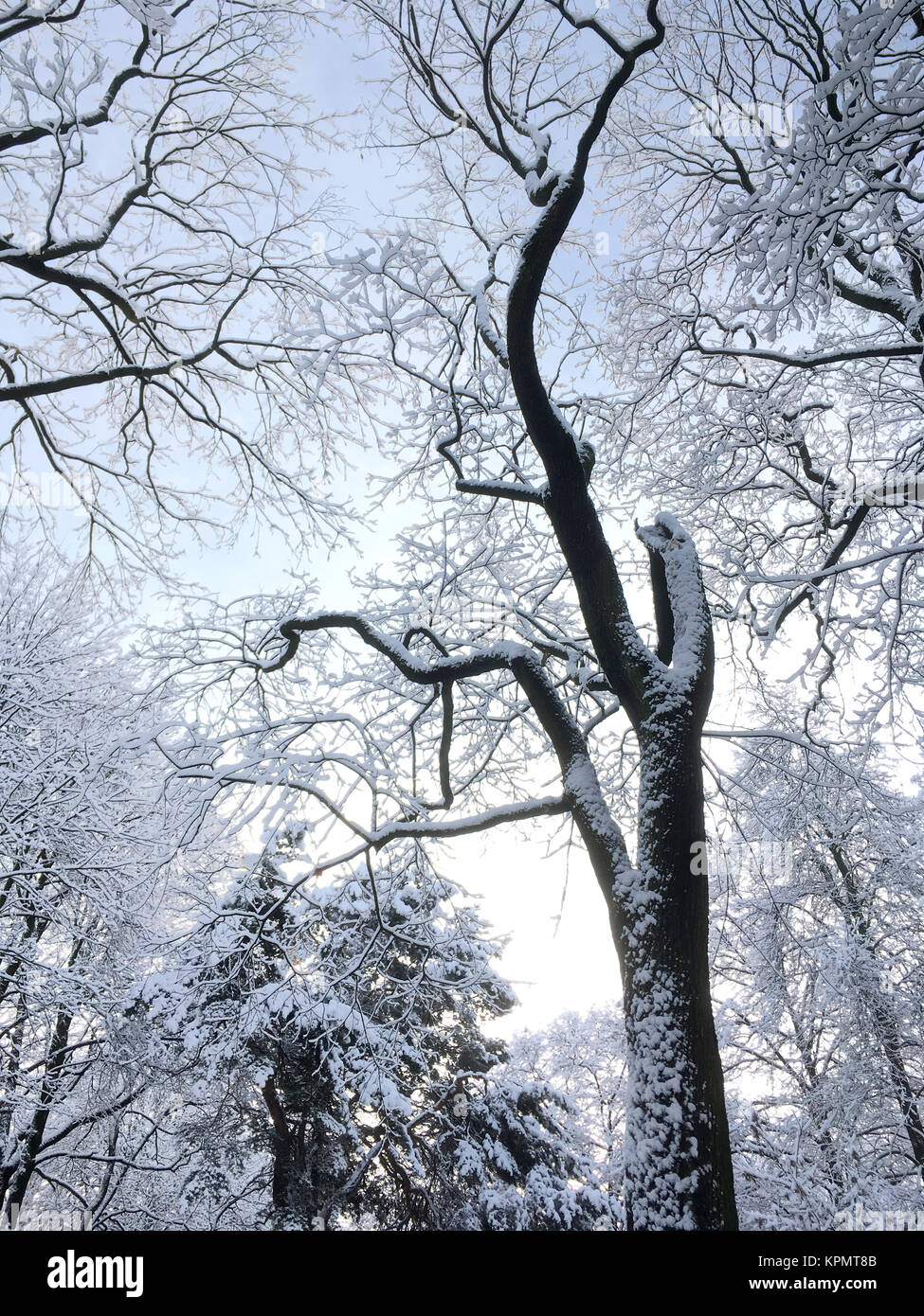 silhouette of old beech tree covered by snow against blue sky Stock