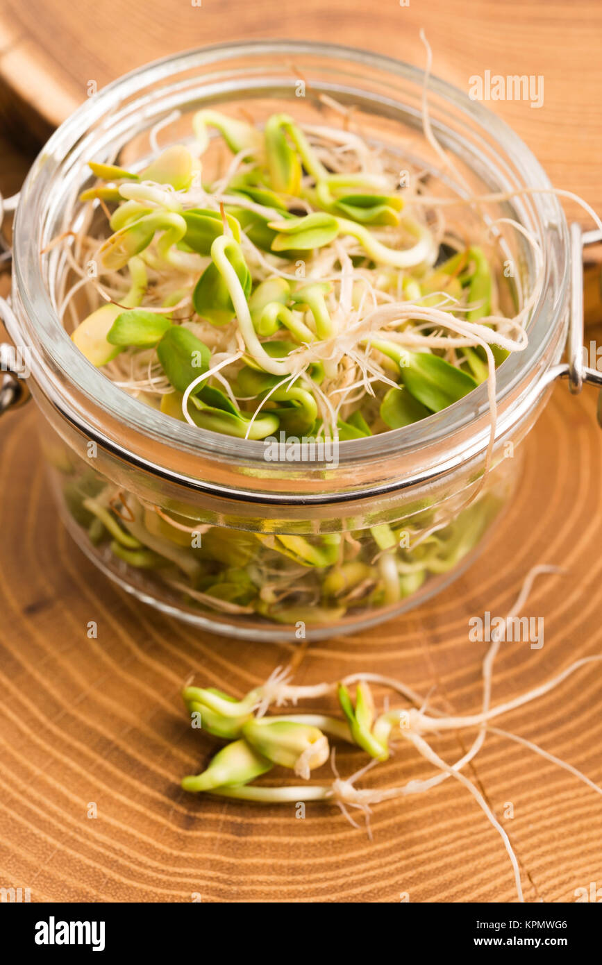 green young sunflower sprouts in the jar Stock Photo Alamy