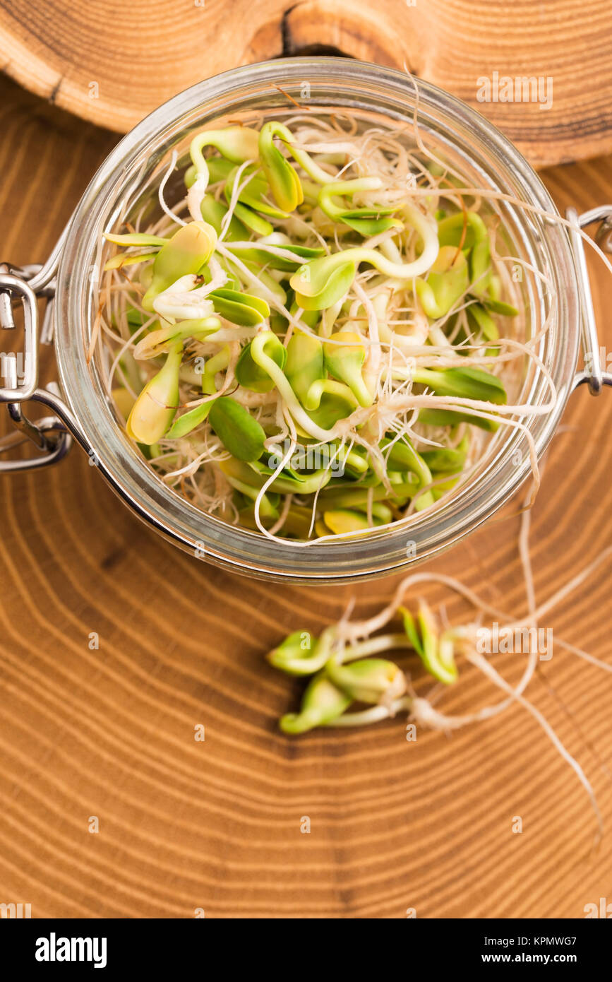 green young sunflower sprouts in the jar Stock Photo Alamy