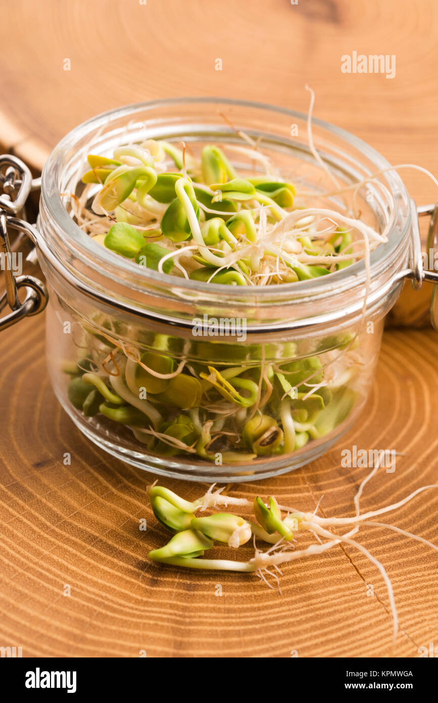 green young sunflower sprouts in the jar Stock Photo Alamy